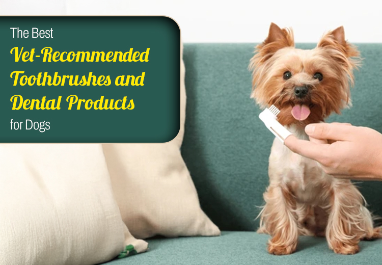 5 Popular Flea and Tick Treatment for Dogs